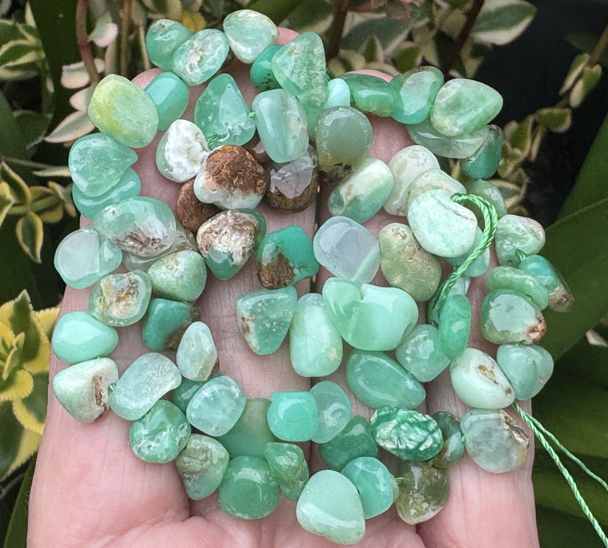 Australian Chrysoprase 8-12mm top side drilled free-form natural gemstone beads 16" strand